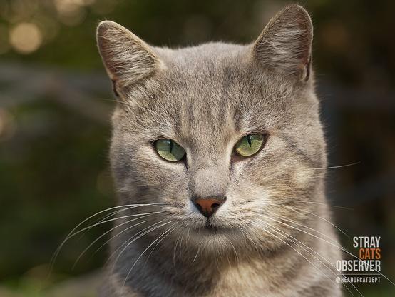 Close up portrait of a grey tabby cat