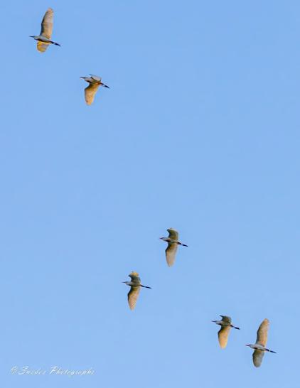 Egrets' Migration

"The image shows a group of six cattle egrets flying in a clear blue sky. The birds are captured in mid-flight, with their wings spread wide. The egrets are arranged in a loose formation, with some birds flying higher than others. The lighting highlights the birds' white feathers and the slight yellowish tint on their wings, likely due to the sunlight. The image is visually appealing due to the contrast between the white birds and the blue sky, and it captures a moment of natural beauty and freedom." - Copilot