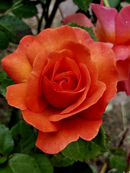 A bright coppery orange shrub rose bloom with another bloom hidden behind it and surrounded by green foliage