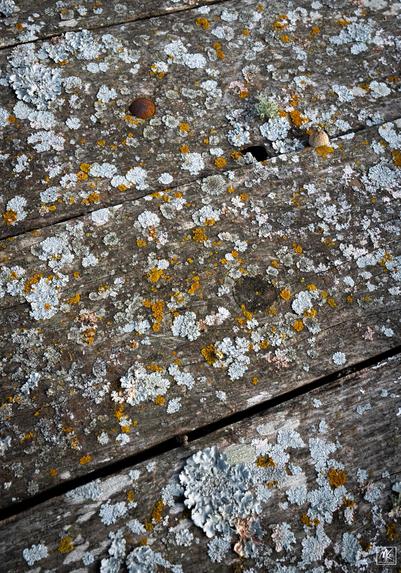 Color photo of an outdoor wooden tabletop covered with spots of lichen.