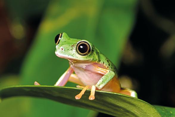 The photo shows a lemur tree frog (Agalychnis lemur) on a leaf. The body is green, the eyes yellow-black, the belly white, toes and flanks orange. Copyright Benny Trapp