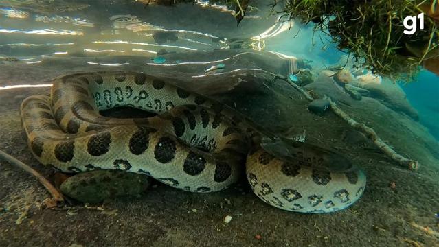 Photo of a green anaconda curled up below the water line. It's olive-grey in the photo, with solid black spots and spots that are yellowish with black rings around them. Streaks of light shine in the water above. The photo is by Maycon Portilo, and I took it from a Brazilian news site: https://g1.globo.com/ms/mato-grosso-do-sul/noticia/2022/12/30/veja-os-registros-das-anacondas-brasileiras-que-bombaram-em-2022.ghtml