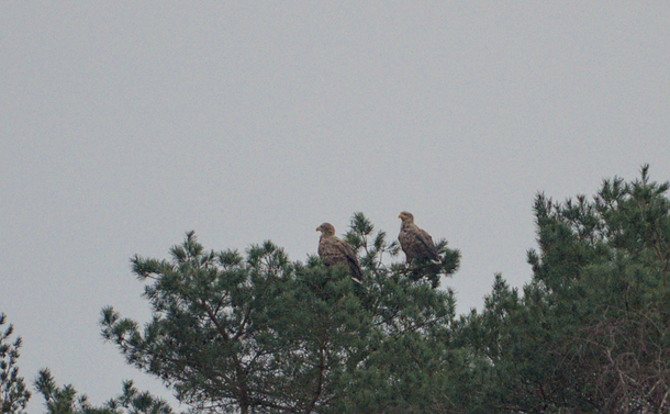 Deux pygargues à queue blanche dans un sapin. / Two White tailed eagles in a pine tree