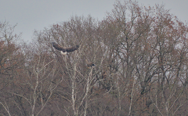 Un pygargue à queue blanche qui s'approche d'un arbre sur lequel il y a un autre adulte et un immature (presque entièrement camouflé) / A white-tailed eagle approaching a tree on which there is another adult and an immature (almost completely camouflaged)