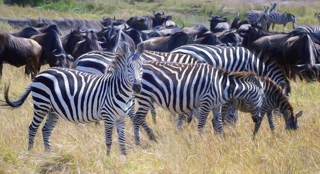 An artistic rendition of zebras in the foreground and wildebeests  in the backgroun grazing during their  migration. Photographed in Masai Mara Africa.  See more here: https://joan-carroll.pixels.com/featured/migrating-zebras-and-wildebeest-herds-masai-mara-kenya-artistic-joan-carroll.html

#zebra #wildebeest #masaimara #kenya #africa #safari #wildlife #wildlifephotography #greatmigration #giftideas #AYearForArt #buyIntoArt #wallart #artforsale @joancarroll