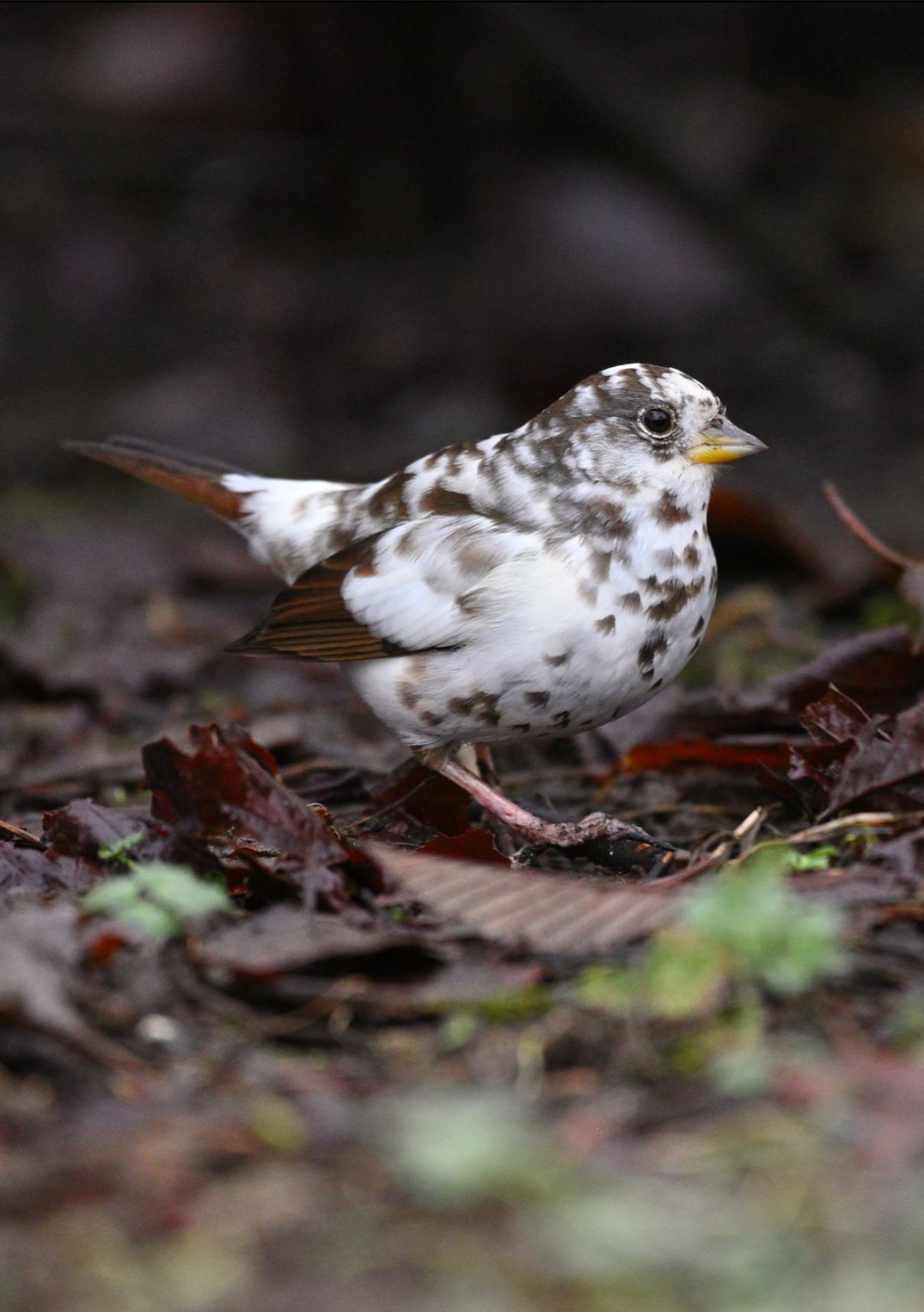 A sparrow that is very patchy white and brown, yellow Bill.  He is standing on some leaf letter foraging for food.