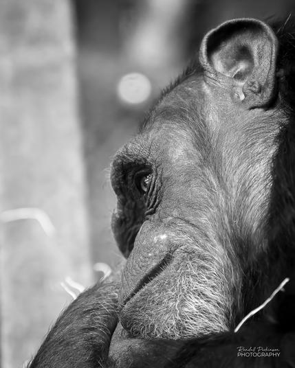 Head shot of a chimpanzee laying down to rest.