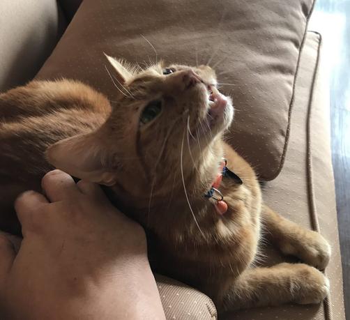 A picture of a sweet ginger tabby kitty sitting on a comfy chair, getting his back scratched, and looking up and meowing majestically.