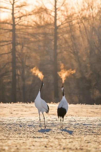 These two cranes were photographes in Tsurui, Hokkaido, Japan. Their breath in the sunrise light looks like fire