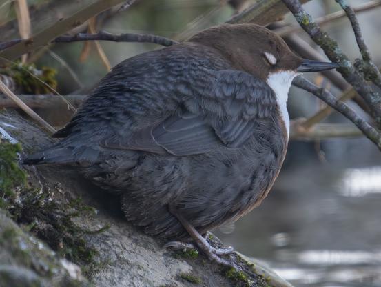 Wasseramsel