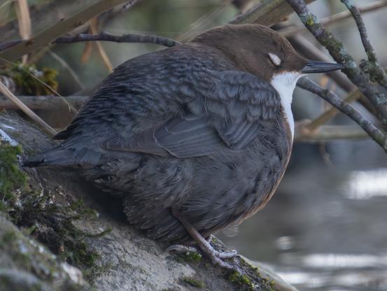 Wasseramsel