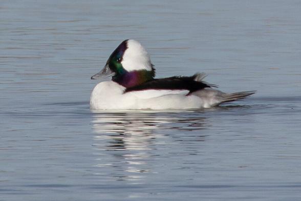 A male Bufflehead duck floating on a calm lake.