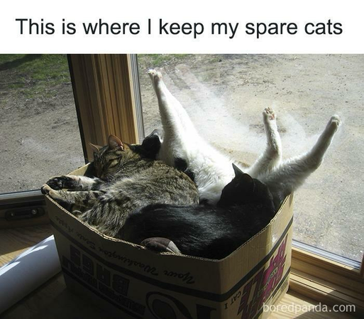 Inside a windowed corner, a box sits containing several disjointed looking cats. Captions.:  This is where I keep my spare cats