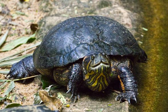 Eine Schildkröte mit schwarzem Rückenpanzer steht vor dem Betrachter und reckt den Kopf. 
Am Kopf und an der Unterseite ist ein gelb-schwarzes Linienmuster zu erkennen.