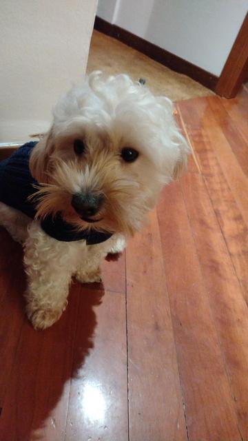 Il nostro maltipoo, meticcio dal cuore grande