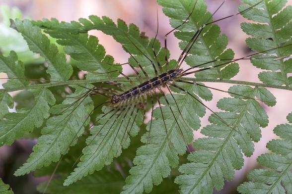 centipede with very long legs on a fern frond
