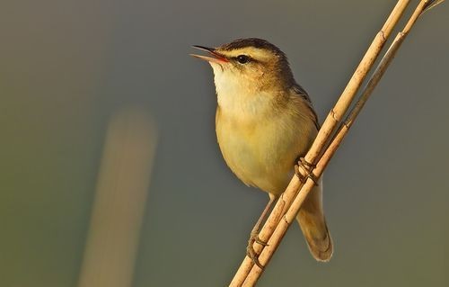 Sedge Warbler by Ad Konings via iNaturalist (CC BY-NC).