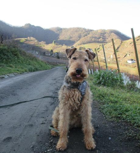 Hund (Airedale Terrier) sitzt auf einem breiten Weg.Links eine Böschung, rechts Weinstöcke. Der Blick ins Tal: ein Bergrücken davor Häuser (davor nicht zu sehen die Ahr). Die Berge sind terrassiert (für den Weinbau) und zum Teil von der Sonne beschienen. Die hinteren Berge sind bewaldet.