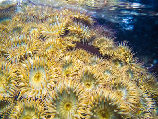 Sea anemones feed in the underwater surge near Ft Bragg, California. Photo by Brandy Gale, 2017.