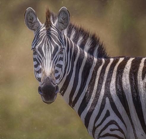 Close up of a single zebra  gazing at the camera with a softly blurred background. Processed with artistic textures. Photographed in the Masai Mara in Kenya.  See more here:  https://joan-carroll.pixels.com/featured/zebra-portrait-artistic-masai-mara-kenya-joan-carroll.html

#zebra #safari #masaimara #kenya #africa #stripes #striped #wildlife #wildlifephotography #animals #nature #migration #savanna #giftideas #AYearForArt #buyIntoArt #wallart #artforsale @joancarroll