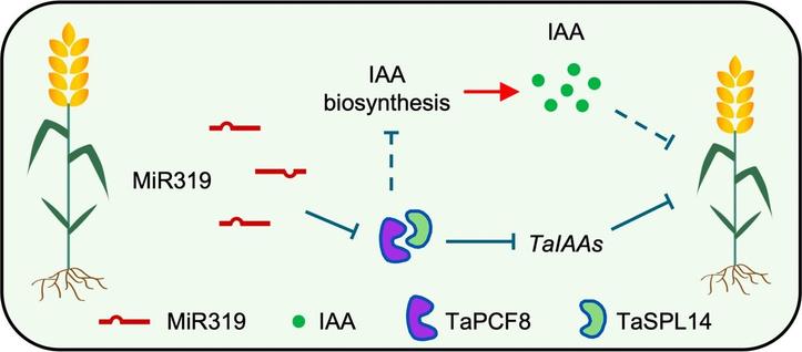 This diagram describes how wheat microRNA Tae-miR319 negatively regulates plant height by targeting the RNA encoding a transcriptional repressor of genes involved in auxin signaling.