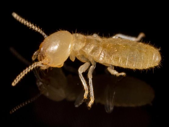 A pale yellowish tan insect on a reflective background. Its head is large for its wide but slender body and has beaded antennae.