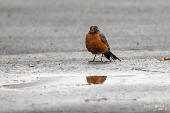 An unimpressed, round robin stands by a small puddle.