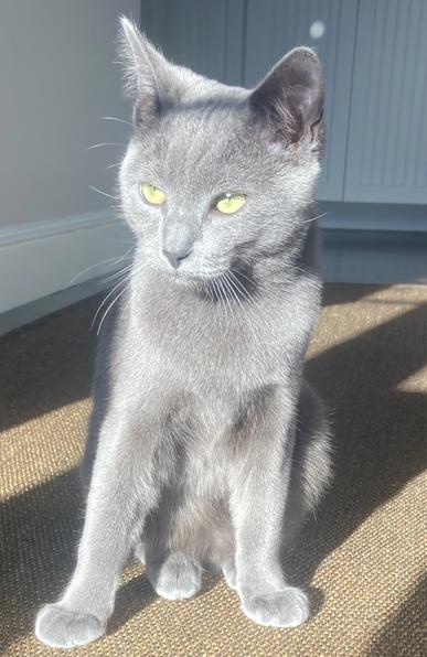 Magicpuss ready for action.