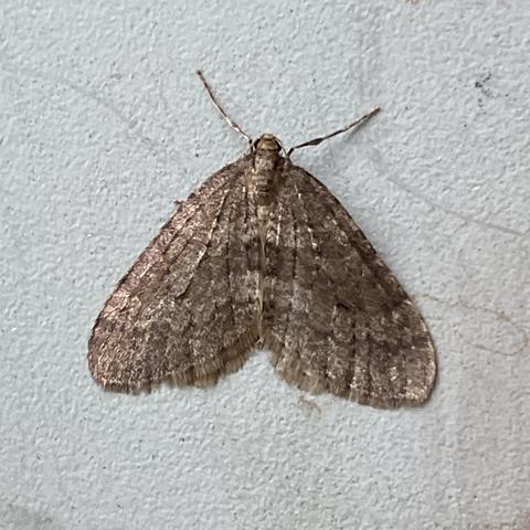 Winter moth