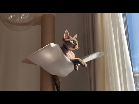 デボンレックス弟は新しいハンモックが気に入ったようです(Devon Rex cat likes the new hammock)