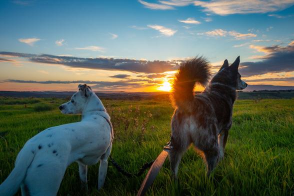 my two dogs looking out from a grassy hill with the sunset behind them