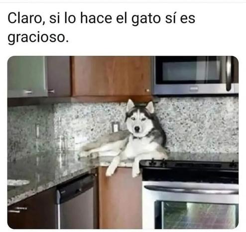 Husky acostado sobre la encimera de la cocina y mirando al espectador.

"Claro, si lo hace el gato sí es gracioso".