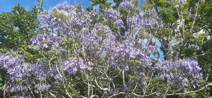 Jacaranda tree covered in purple blossom against a backdrop of green trees, bright blue summer sky beyond.