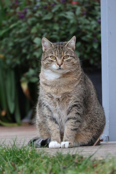 Kater Rolf