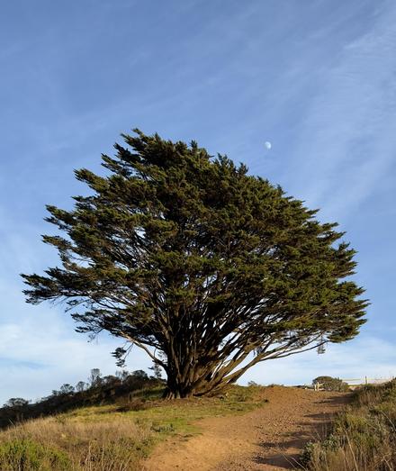 Portrait of a Cypress tree. Many branches lead off the trunk right at the base, creating a tangle of golden light and dark shadows in the late afternoon sun. The waxing moon, just over half full, is visible just above the tree in a blue sky layered with wisps of clouds. The tree sits on a bit of a hill. To the right of the tree a wide, worn dirt footpath cuts through green grass and brown brush. A section of white fencing interrupts the path at the crest of the hill. Sutro Hill/Twin Peaks 12/10/2024