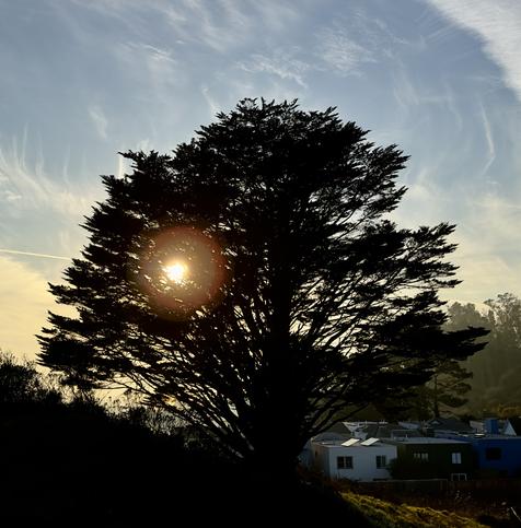 Portrait of a Cypress tree taken a few minutes after the previous one. The tree is in silhouette against a blue sky with bright tendrils of wispy clouds all around. The sun is shining through the branches creating a yellow and red sun flare in the left half of the tree. The hill slopes down to the right, the ground cover also in silhouette. Downhill and in the background you can see a couple of houses on the other side of the fence delineating the open space. Some dark trees farther in the background look misty (the air quality was poor that day so the imminent sunset was bronze from the smog).  Sutro Hill/Twin Peaks 12/10/2024