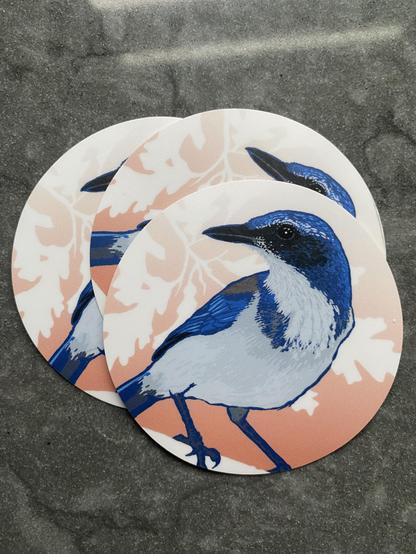 Scrub Jay sticker perched in front of silhouetted Oak leaves on a peachy orange background