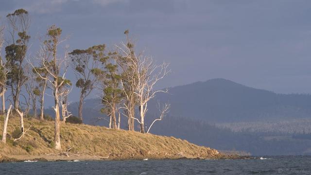 A grassy headland with sparse trees glows in the late afternoon sun, contrasting heavily against a steel blue sky and shaded tree covered hills in the distance.
