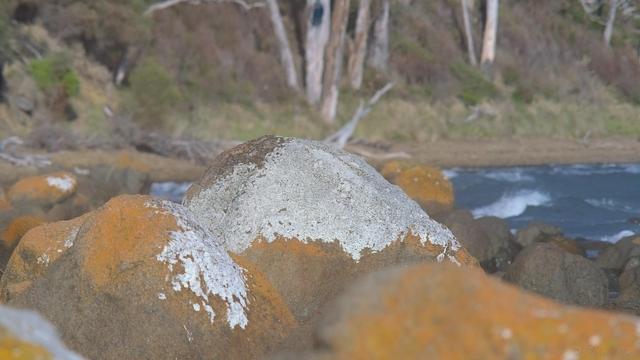 Orange and white lichen covered rocks along the foreshore.