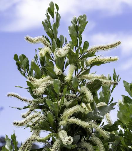 Grevillea hilliana (white yiel yiel / white silky oak) - grafted garden plant - Corunna, NSW