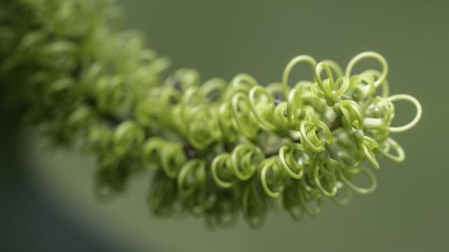 Grevillea hilliana (white yiel yiel / white silky oak) - grafted garden plant - Corunna, NSW
