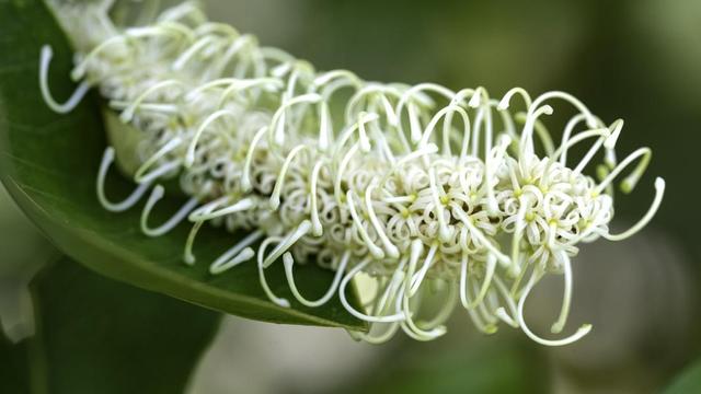 Grevillea hilliana (white yiel yiel / white silky oak) - grafted garden plant - Corunna, NSW