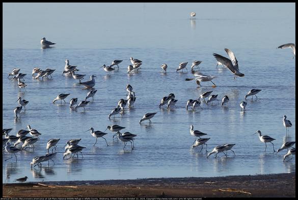 69 American Avocets (Recurvirostra americana) were in the water at Salt Plains National Wildlife Refuge in Alfalfa County, Oklahoma, United States on October 22, 2024. One has just caught a fish. There are also two gulls and a smaller wading bird, maybe a killdeer.