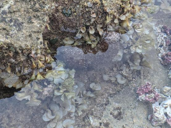 A black sea cucumber stuck to some rock with algae nearby.