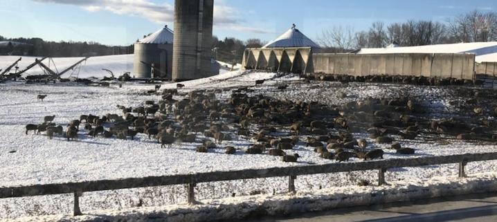 About a hundred or so very, very dirty white sheep—so dirty they appear black—clustered on a snowy, gently sloping hillside between the side of the road in the foreground, with grain silos, farm equipment, and a barn in the backgound.