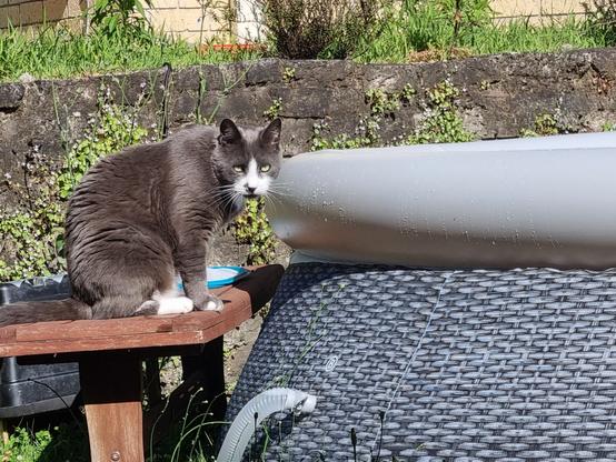 Blue and white cat sitting on a wooden stool next to a soft-sided grey pool with an inflated ring. In the background is a rock wall and far too many weeds.