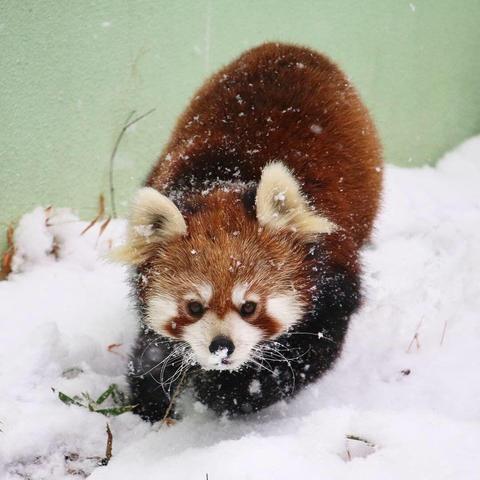 A picture of a Red Panda.