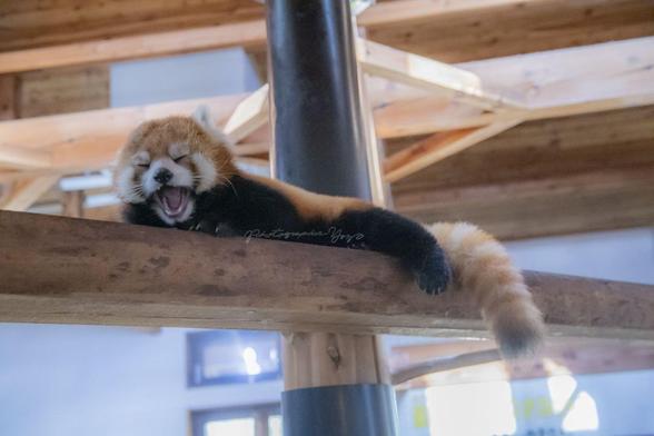 A picture of a Red Panda.