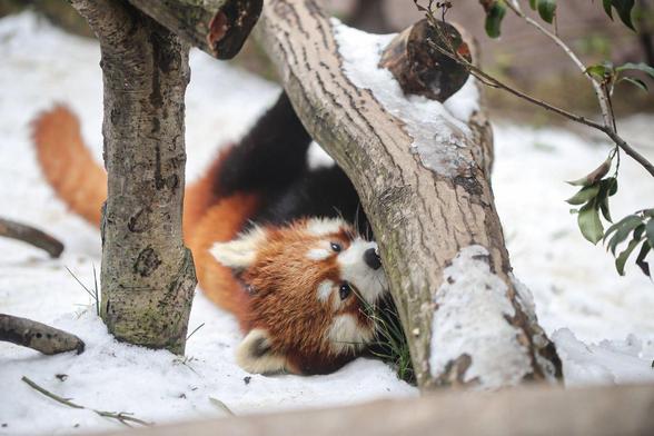 A picture of a Red Panda.