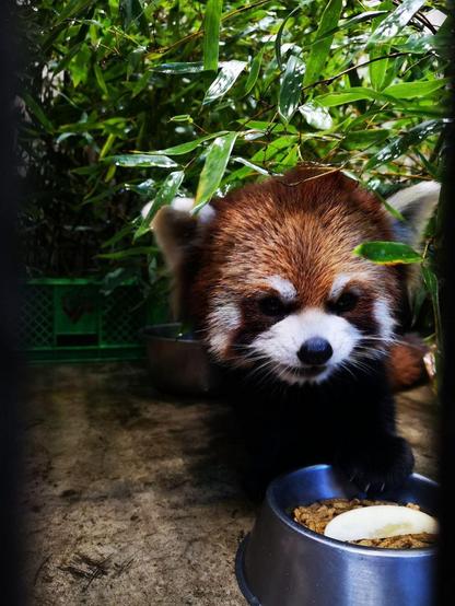 A picture of a Red Panda.